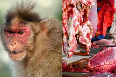 Cegah Penyebaran Cacar Monyet, CDC Imbau Masyarakat Tak Makan Daging Jenis Ini