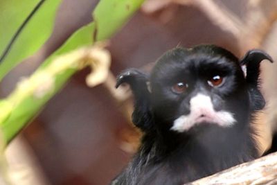 Aneh, Ada Monyet Berkepala Singa dan Berkuping Kelelawar di Kota Batu