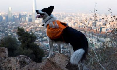 Pintarnya Sam, Anjing Pengumpul Sampah Manusia di Chili