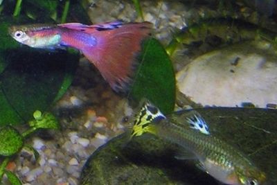 Gegara Makanan, Ikan Juga Bisa Jadi Hewan Kanibal yang Memangsa Komplotannya