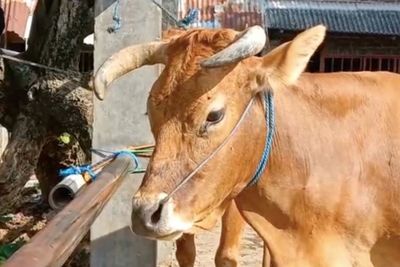 Duh! Ponorogo Terancam Kekurangan Stok Sapi Kurban