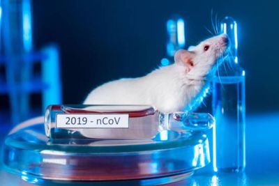 Ilmuwan Temukan Virus Corona Baru di Swedia, Berasal dari Tikus Merah, Seberapa Bahaya?