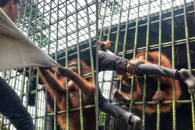 Viral Pria Mau Bikin Konten Malah Histeris Ditarik Orangutan, Akhirnya Minta Maaf!