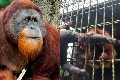 Fakta Menarik Orangutan, Punya Lengan Panjang hingga Penyuka Buah Durian