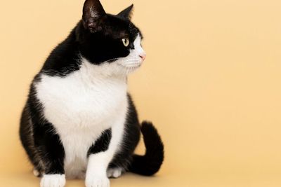 Alasan Kucing yang Dikebiri Bisa Jadi Gemuk, Faktor Hormon?