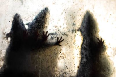 Diduga Jadi Sumber Penyakit, Tikus di Jaksel Ternyata Kena Leptospirosis, Apakah Itu?