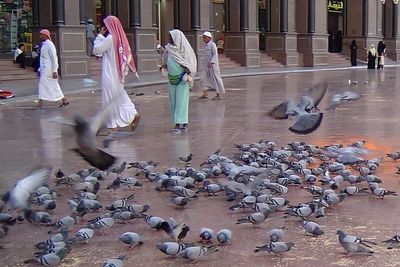Fakta Tentang Burung Merpati di Mekkah dan Larangan untuk Menangkapnya, Kenapa?