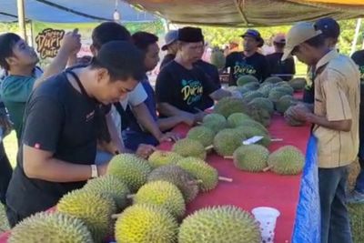 Heboh Durian dari Pohon Ratusan Tahun, Rasanya Gak Kalah Sama Musang King!