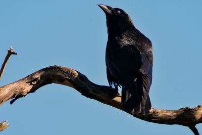 Fakta Burung Gagak yang Dikenal Cerdas dan Dianggap Mistis, Bisa Mengenali Wajah Manusia!
