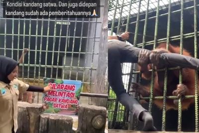 Bikin Heboh, Pria yang Ditarik Orangutan di Kebun Binatang Ternyata Melewati Batas