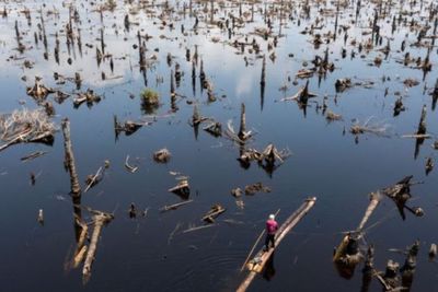 Fakta Hutan Nigeria yang Makin Sirna, Dulunya Ada 15 Pohon yang Ditebang di Satu Lokasi
