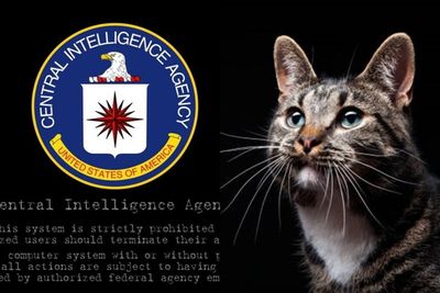 Percaya atau Tidak, Sekelas CIA Pernah Ketipu oleh Kucing saat Dijadikan Mata-Mata!