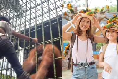 Heboh Pria Ditarik Orangutan Demi Konten, Ini Aturan saat Berkunjung ke Kebun Binatang