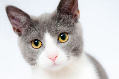 30 Nama Kucing Jantan Betina yang Bagus dan Lucu serta Artinya