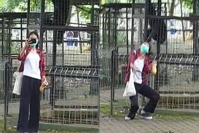 Detik-detik Wanita Dijambak Orangutan saat Hendak Ajak Selfie, Begini Endingnya