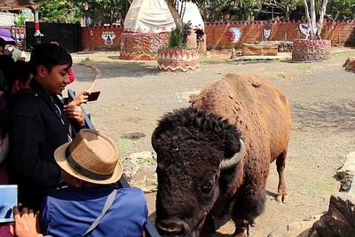 Giliran Rusa dan Unta Menonton Manusia di Dalam Kandang