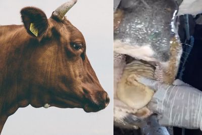 Penampakan Lidah Sapi yang Terkelupas Akibat Kena Virus PMK, Kenali Gejala Lainnya