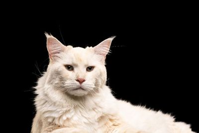 Tips Merawat Kucing Berbulu Pendek hingga Berbulu Panjang