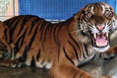 Kronologi Harimau Sumatera Mati Akibat Luka Miasis di Punggung Saat Direhabilitasi