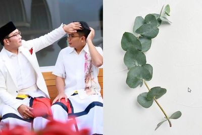 Mengenal Aroma Daun Eucalyptus, Wangi yang Tercium dari Jasad Eril Anak Ridwan Kamil