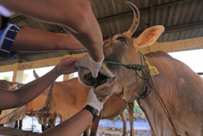 Waduh! Wabah PMK Makin Merebak, Pemerintah Diminta Segera Vaksinasi Hewan Ternak