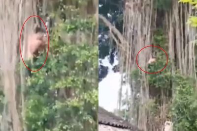 Gak Ada Kapoknya! Bule di Bali Kembali Berulah, Kali Ini Panjat Pohon Keramat