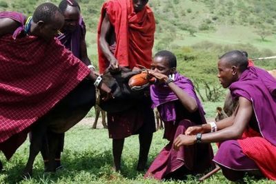 Berisiko Tinggi, Suku Maasai Kenya Hanya Konsumsi Sapi untuk Urusan Perut dan Gizi
