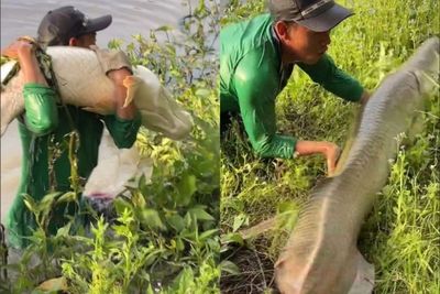 Wow! Pria ini Dapat Ikan Jumbo dari Hasil Mancing di Sungai, Warganet Sebut Ikan Siluman!