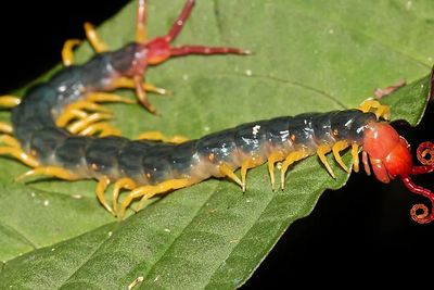 Inilah Hewan Paling Berbahaya dan Mematikan di Hutan Amazon