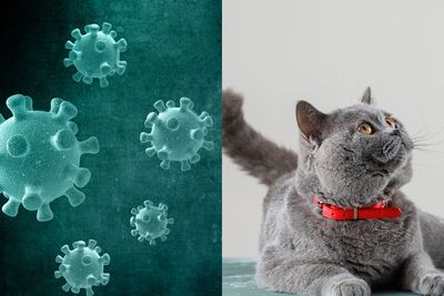 Kasus Penularan COVID-19 dari Kucing ke Manusia Ditemukan untuk Pertama Kalinya