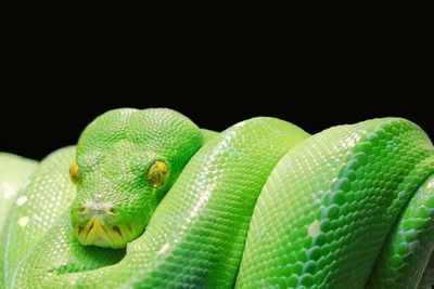 5 Jenis Ular ini Sangat Berbahaya bagi Manusia, Defenisi Cantik Tak Menjamin Baik