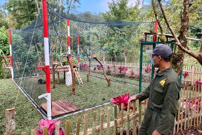 Bukan Cuma Manusia, Lutung Jawa Juga Punya Playground! Seperti Apa?