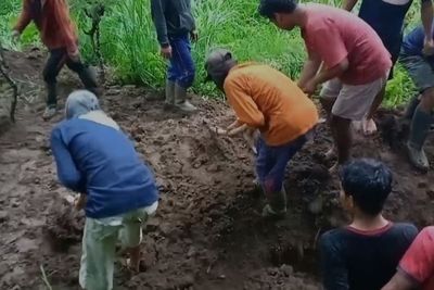 Mendadak Ada Kuburan Massal Sapi di Ponorogo, Kenapa?