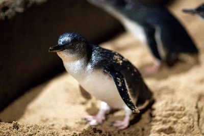 Ratusan Penguin Terkecil di Dunia Ditemukan Mati Misterius di Selandia Baru