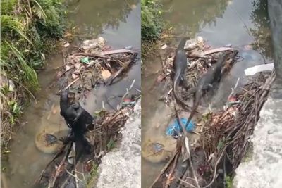Viral Dua Biawak ini Berpelukan Mesra di Kolong Jembatan, Ending-nya Bikin Ngakak