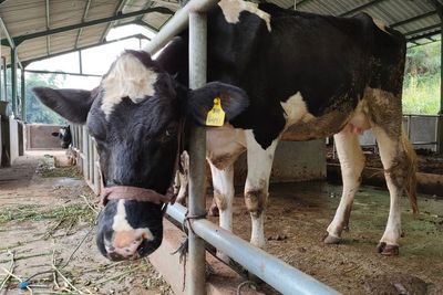Terungkap! Ini Rahasia Sapi di Dusun Brau Bebas dari Wabah PMK