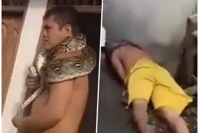 Ngeri! Pria Hampir Tewas saat Kalungkan Ular Piton di Leher: Bapaknya Kurang Paham Kali