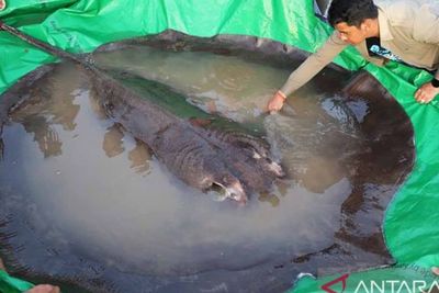 Penampakan Ikan Pari Raksasa di Sungai Mekong, Sempat Dikira Roh Hitam di Dasar Sungai