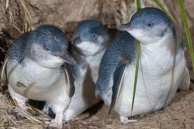 Misteri Ratusan Penguin Kecil Mati di Selandia Baru Kini Terkuak, Ternyata Gegara..