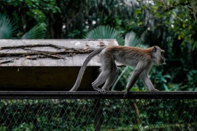 Legenda Monyet Keramat Ngujang, Penjaga Makam yang Dipercaya Warga Tulungagung