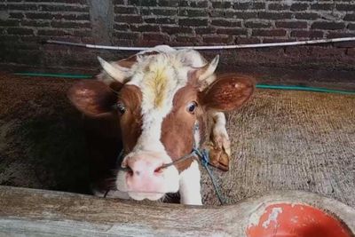 Wow! Sapi di Kabupaten Ini Harganya Cuma Rp2 Juta Per Ekor, tapi...