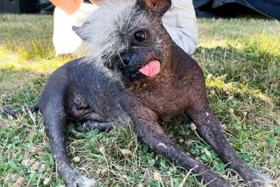 Malangnya Mr Happy Face , Anjing Terjelek di Dunia Berumur 17 Tahun, Korban Kekerasan