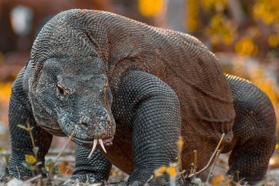 Jumlah Pengunjung Taman Nasional Komodo Bakal Dibatasi Mulai 1 Agustus 2022, Ini Alasannya