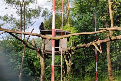 Di Hutan Ini 26 Ekor Lutung Jawa Direhabilitasi, Kenapa?
