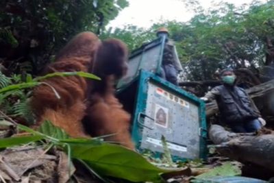 Momen Orangutan Dilepasliarkan usai 12 Tahun Jalani Rehabilitasi, Tenaganya Bikin Takjub!