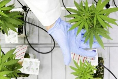 Pembahasan Legalisasi Ganja untuk Medis Dinilai Anggota DPR Harus Secara Hati-hati