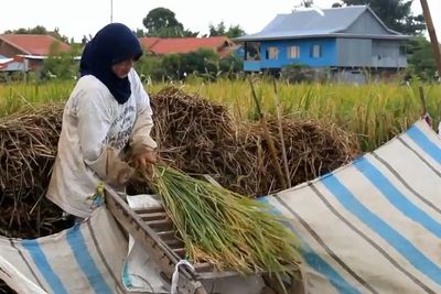 Kisah Buruh Tani Wanita di Sulawesi, dari Sekarung Gabah Bisa Sekolahkan Dua Anaknya