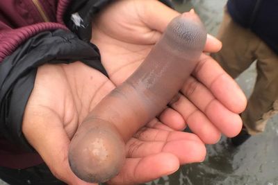 4 Fakta Menarik Mengenai Ikan Penis yang Dianggap Lezat