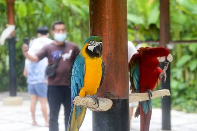 Bali Bird Park, Wisata Edukatif Punya Ribuan Ekor Burung dari Berbagai Negara