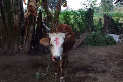 Ada-ada Saja! Sapi Ternak Dipoles Gincu Merah di Wajahnya, Buat Apa?